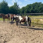 Farm stay Stutteri Skandihest