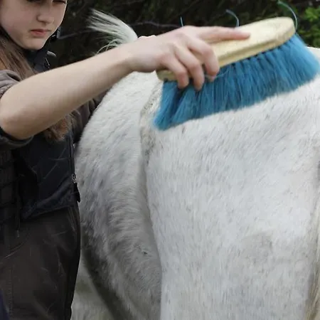 Çiftlik konaklama Stutteri Skandihest