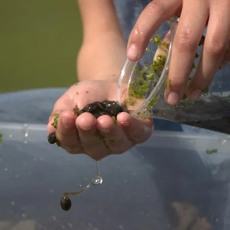 Çiftlik konaklama Stutteri Skandihest Billund