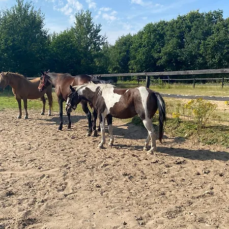Çiftlik konaklama Stutteri Skandihest