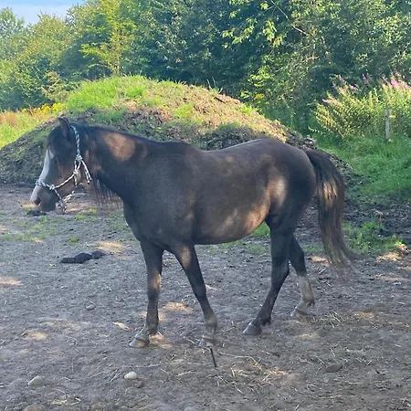 Stutteri Skandihest Çiftlik konaklama Billund