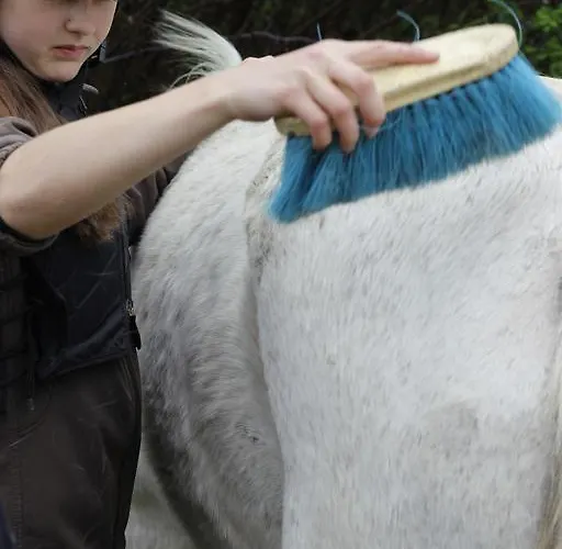 Farmház Stutteri Skandihest