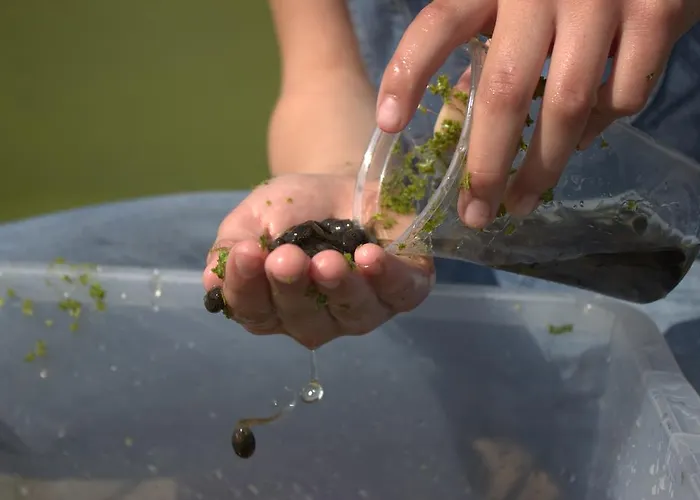 Farmház Stutteri Skandihest Billund